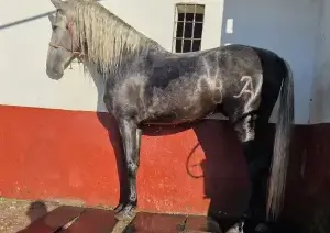 Caballo con 4años y medio