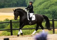 Graded 8 point Stallion