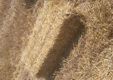 ALPACA PEQUEÑA DOS CUERDAS , PAJA DE CEBADA Y TRIGO