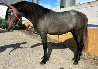 🐎🇪🇸 FARRUCO DE MILLÁN - Potro PRE de Grandes Orígenes 🇪🇸🐎